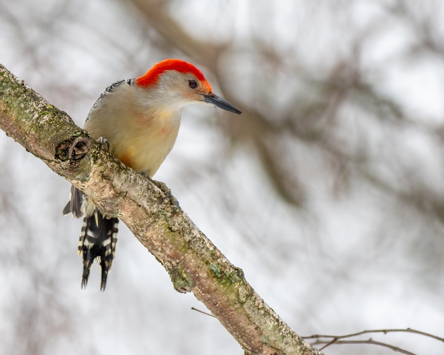 white and brown Red-bellied Woodpecker bird on tree branch