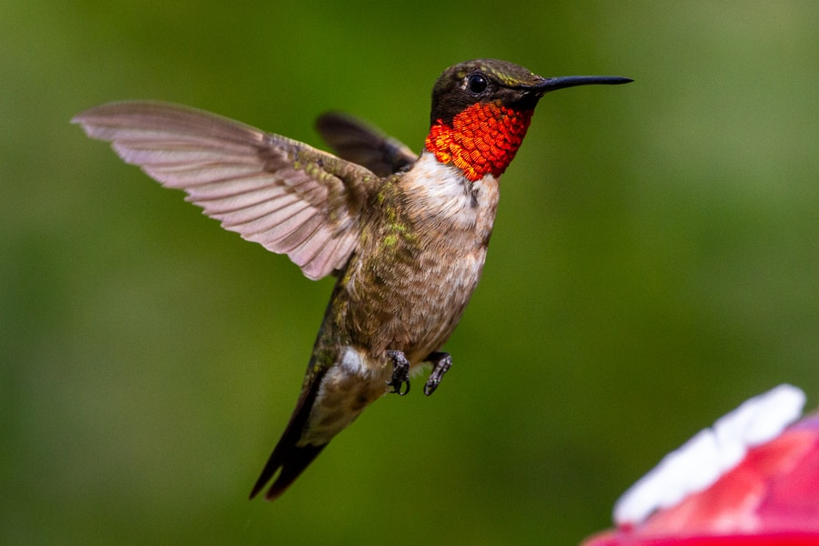 Ruby Throated Hummingbird flying