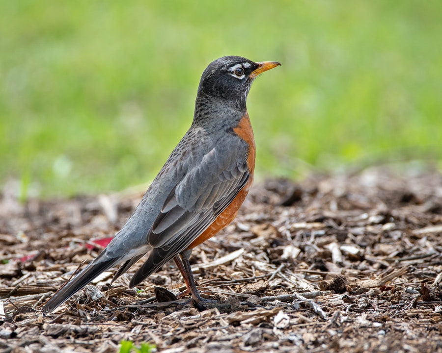 gray and orange bird on brown soil during daytime
