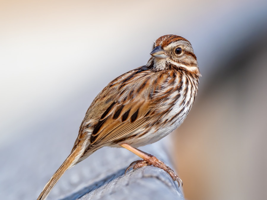 brown Song Sparrow bird on gray rock