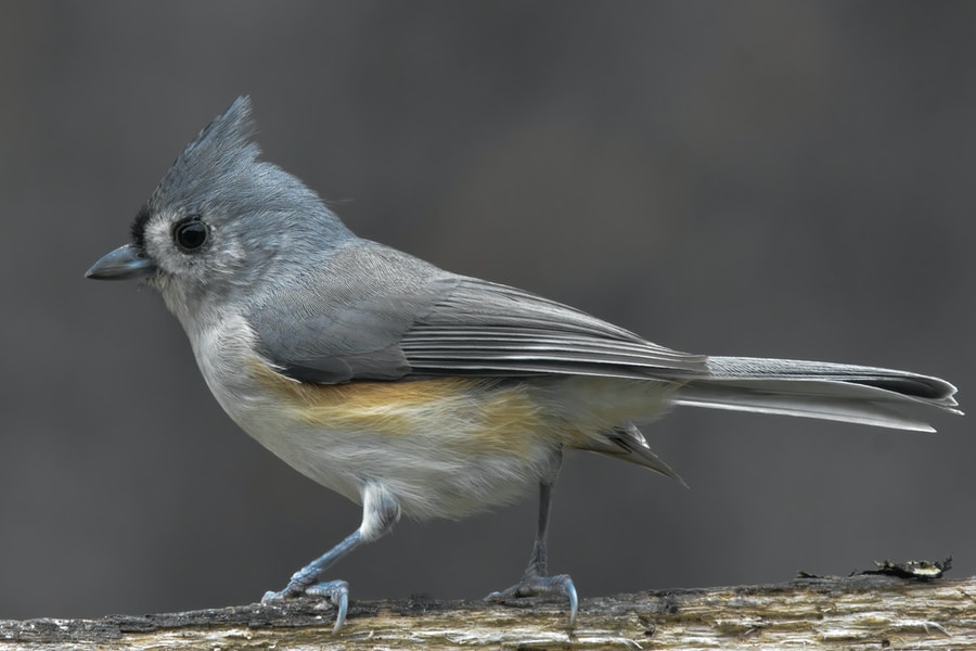 Tufted Titmouse bird sitting on a branch