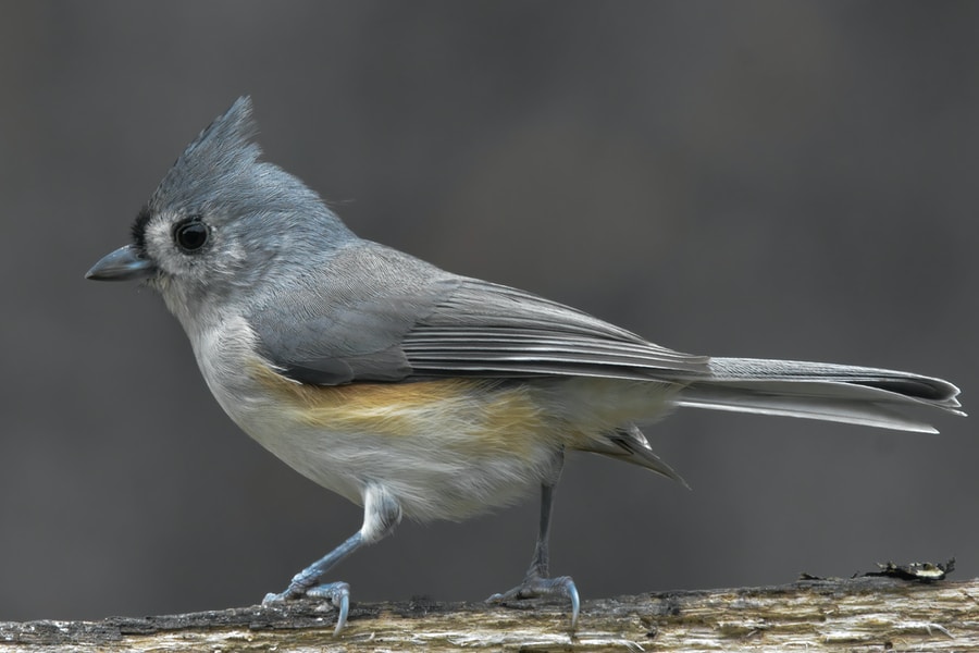 The 25 Most Common Birds Of Michigan (with Photos) – tufted titmouse Tufted Titmouse bird sitting on a branch