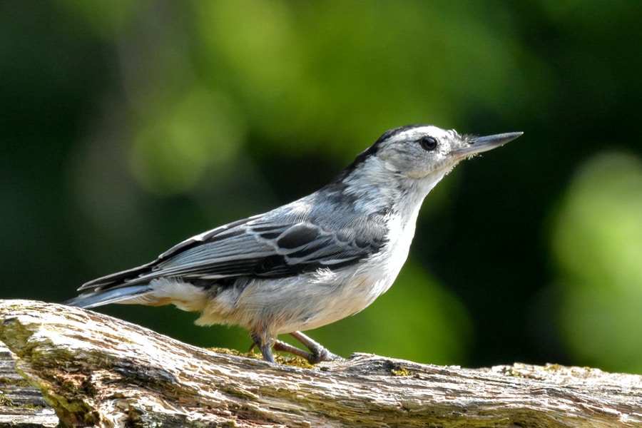 25 of The Most Common Birds in North America (with Photos) – white breasted nuthatch White-Breasted Nuthatch bird on brown tree branch