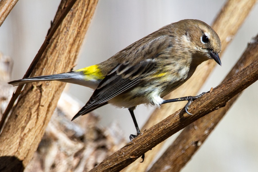 Yellow-rumped Warbler bird on brown tree branch