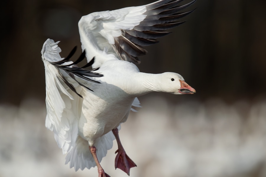 The 25 Most Common Birds Of Michigan (with Photos) – zvmyymjpjfg close-up photography of white flying goose during daytime